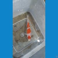 Maruten Kohaku 10cm