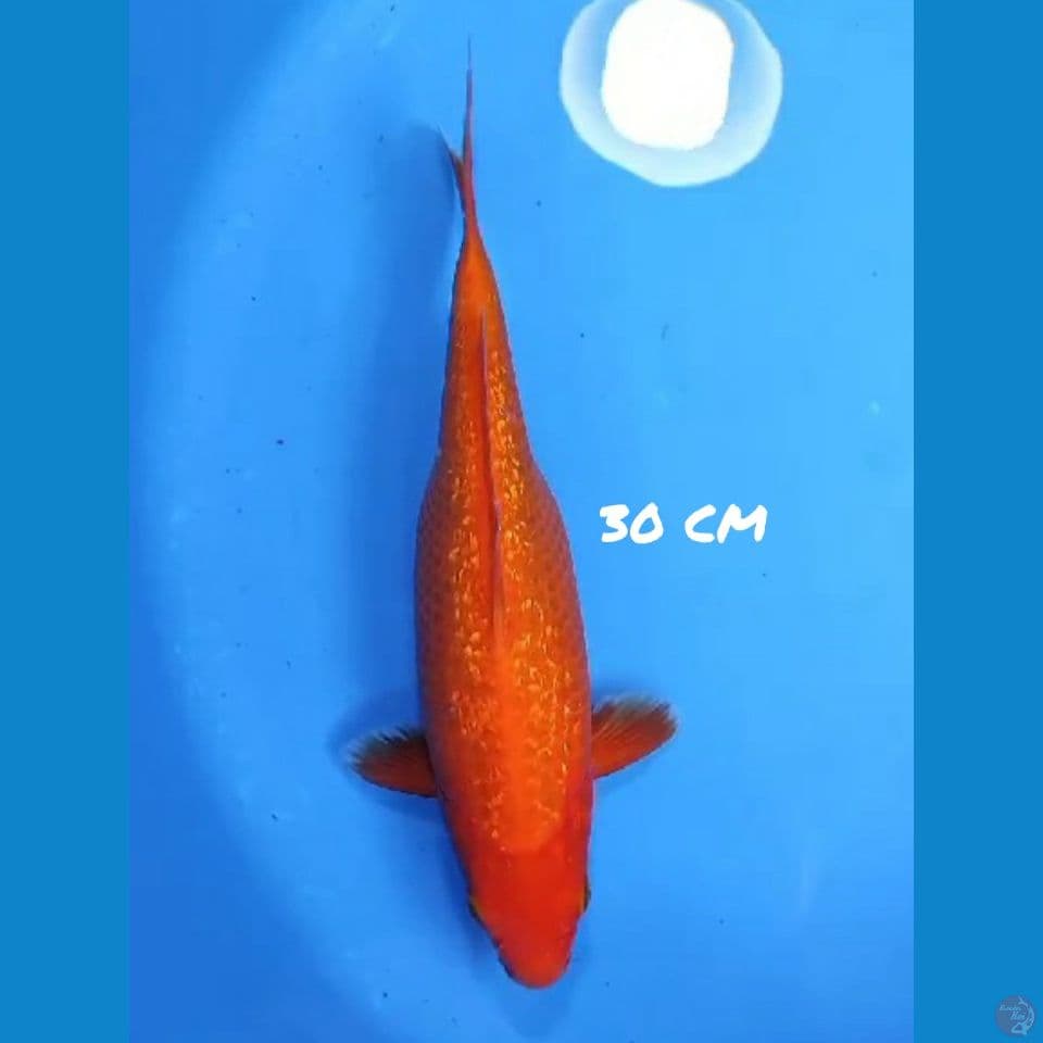 30CM BENIGOI GINRIN