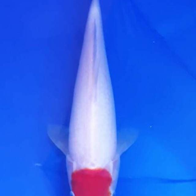 Tacho kohaku
