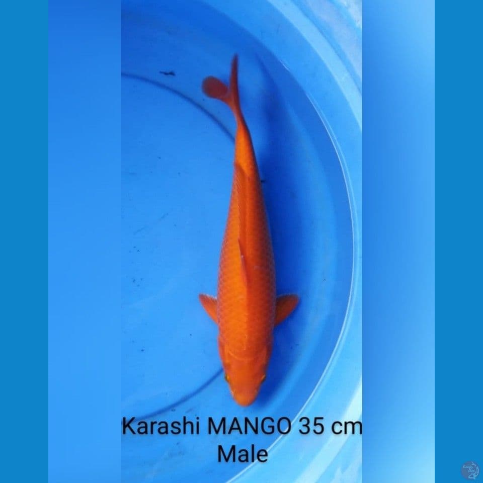 Karashi manggo male 35 cm