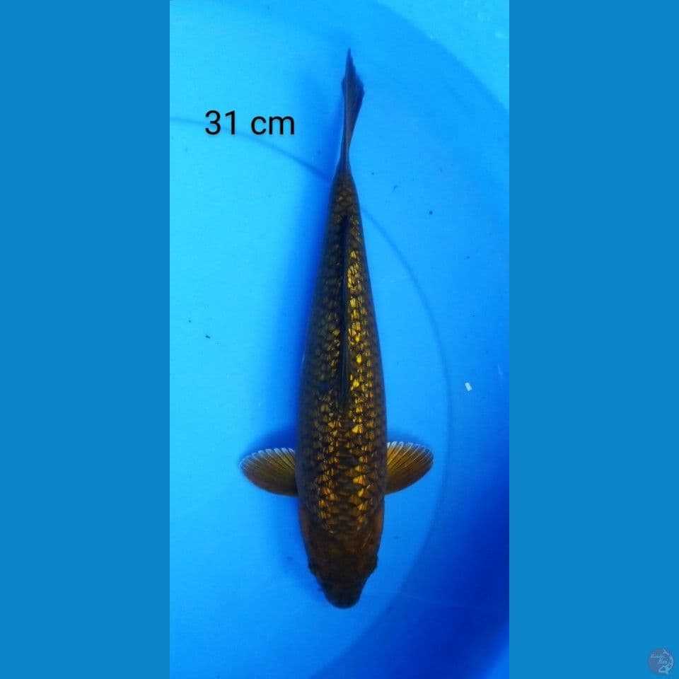 chagoi ginrin 31 cm