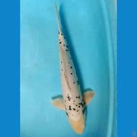 kawarimoni