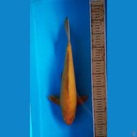Caramel Calon Jumbo 38 Cm
