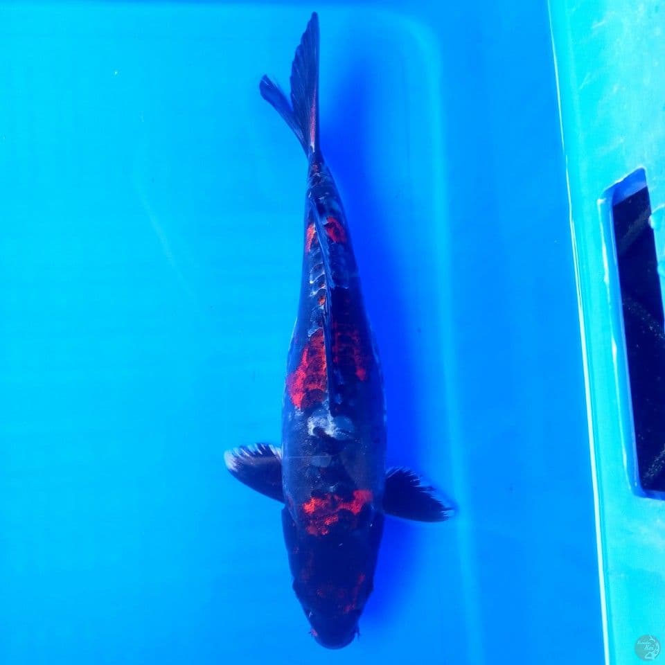 BENI KIKO F 28CM