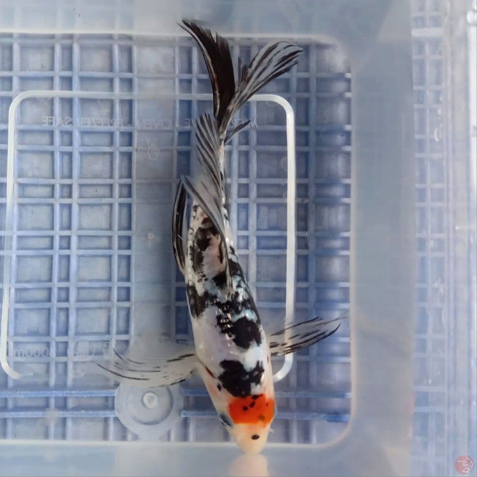 TANCHO SLAYER DOITSU 16CM