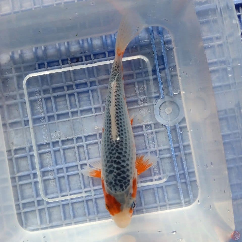 ASAGI 15CM