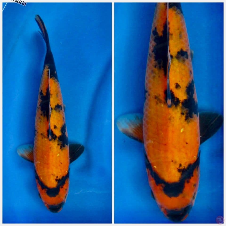 Hi utsuri 33cm 