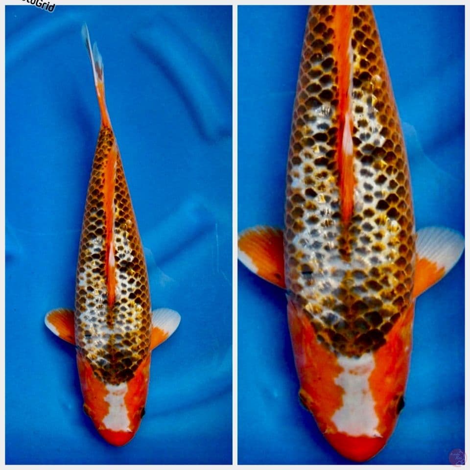 Asagi antik 40cm 