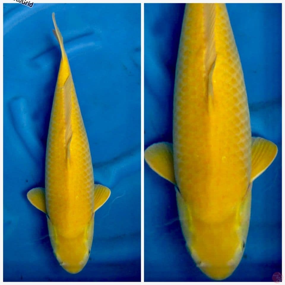 Karasi Jumbo F1 49cm 