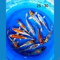 Paket 12 ekor kiko 25-30 cm