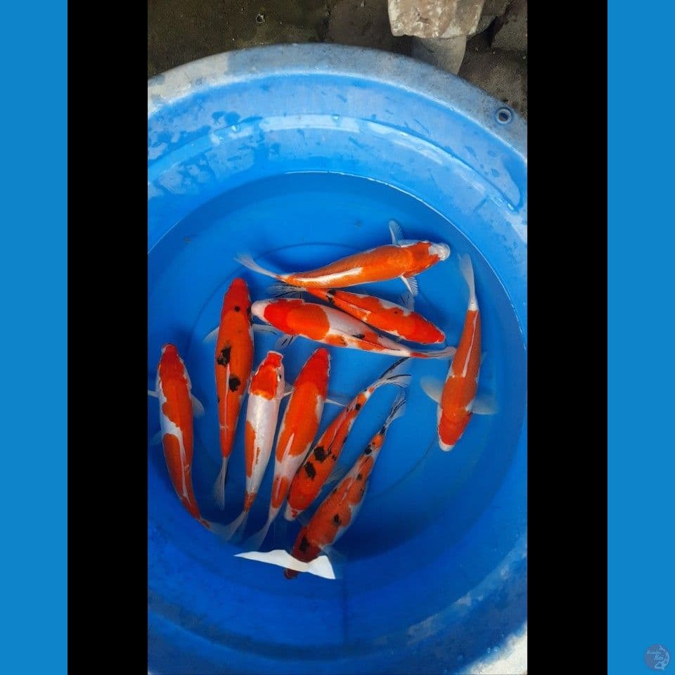 Paket 10 ekor 27-28 cm