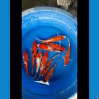 Paket 10 ekor 27-28  cm