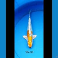 Kiko 25 cm