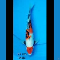 Maruten showa male 27 cm