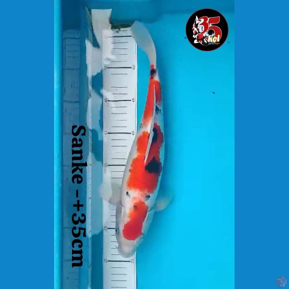 Sanke step size 35cm