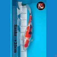 Sanke step size 35cm