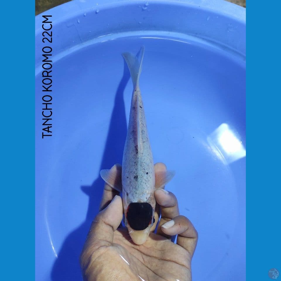 TANCHO KOROMO 22CM