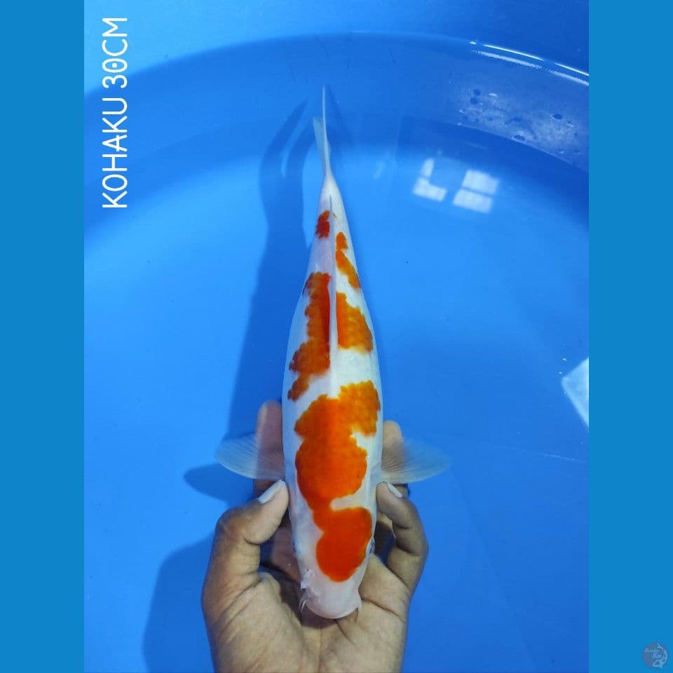 KOHAKU BODY JOSS 30CM