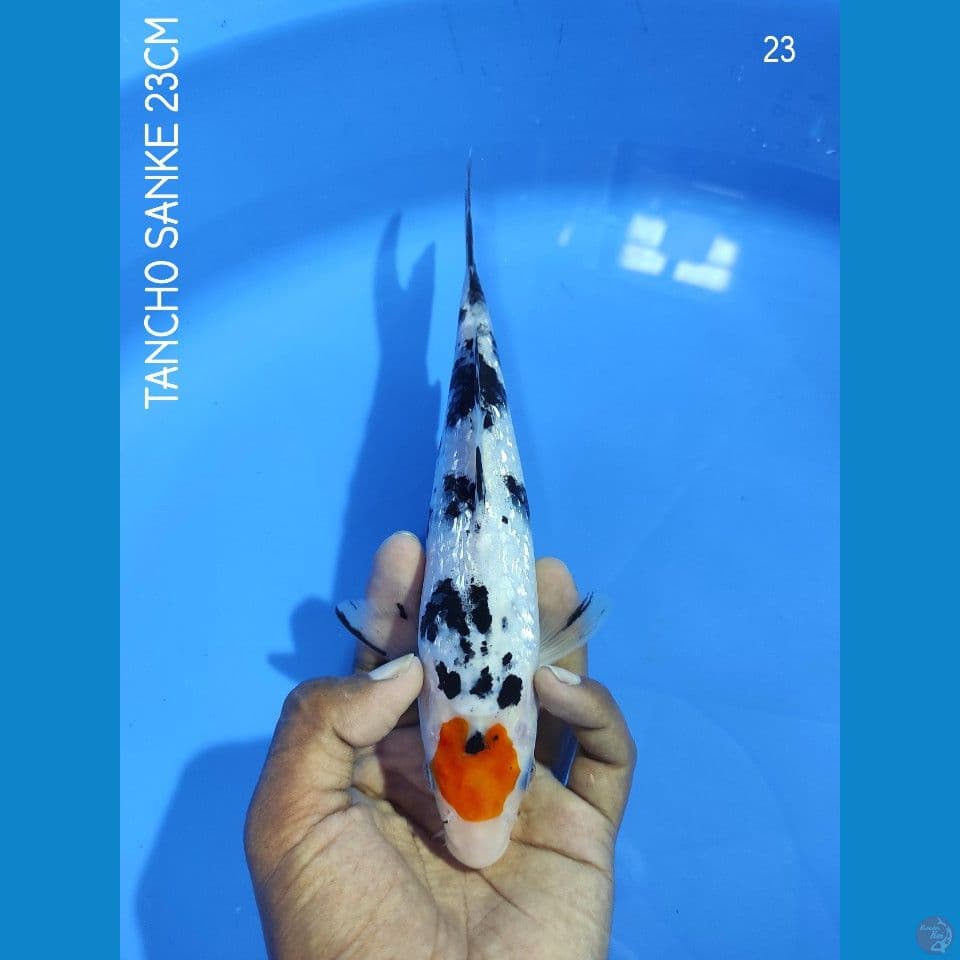 ORIGINAL TANCHO SANKE GINRIN 23CM