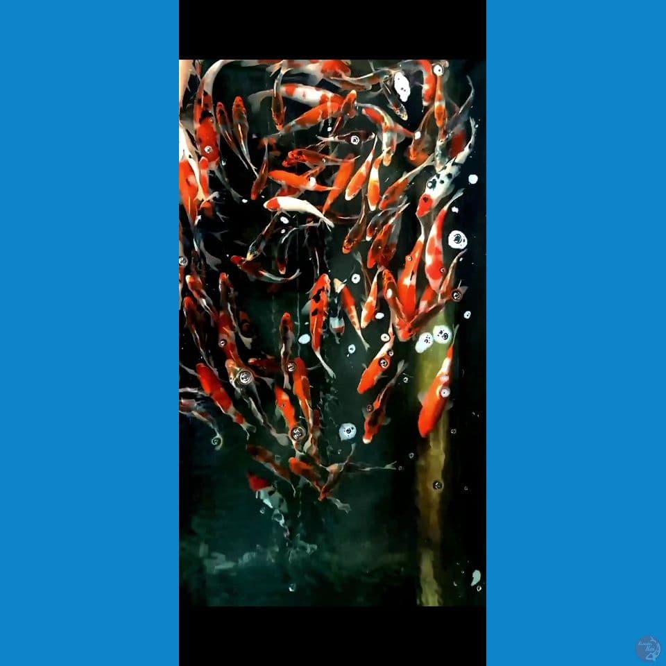 paket 105 ekorr : Kohaku,Sanke, Goshiki, Benigoi