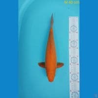Red karasi 40 cm bima raditya