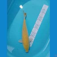 karasi 42cm bred bima raditya