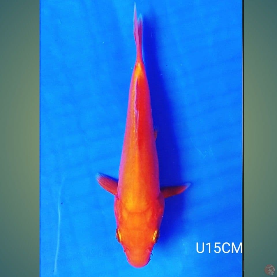 BENI GOI DOITSU 15CM