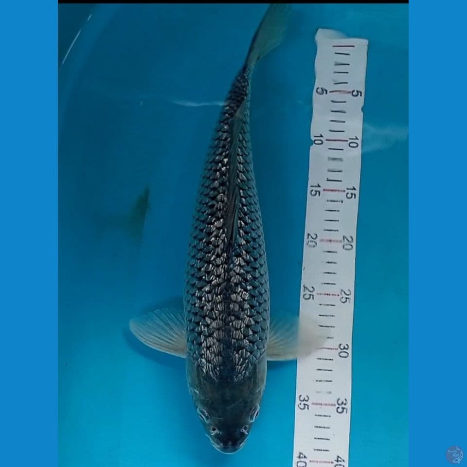 soragoi ginrin 43cm female