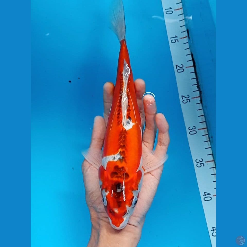benikikokuryu 29cm