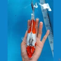 maruten beni kikokuryu 27cm