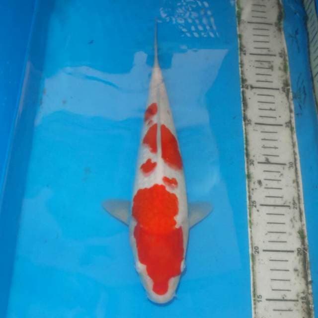 KOHAKU MAWAR