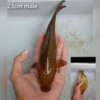 chagoi punuk 23cm
