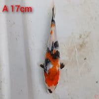 showa 17cm 
