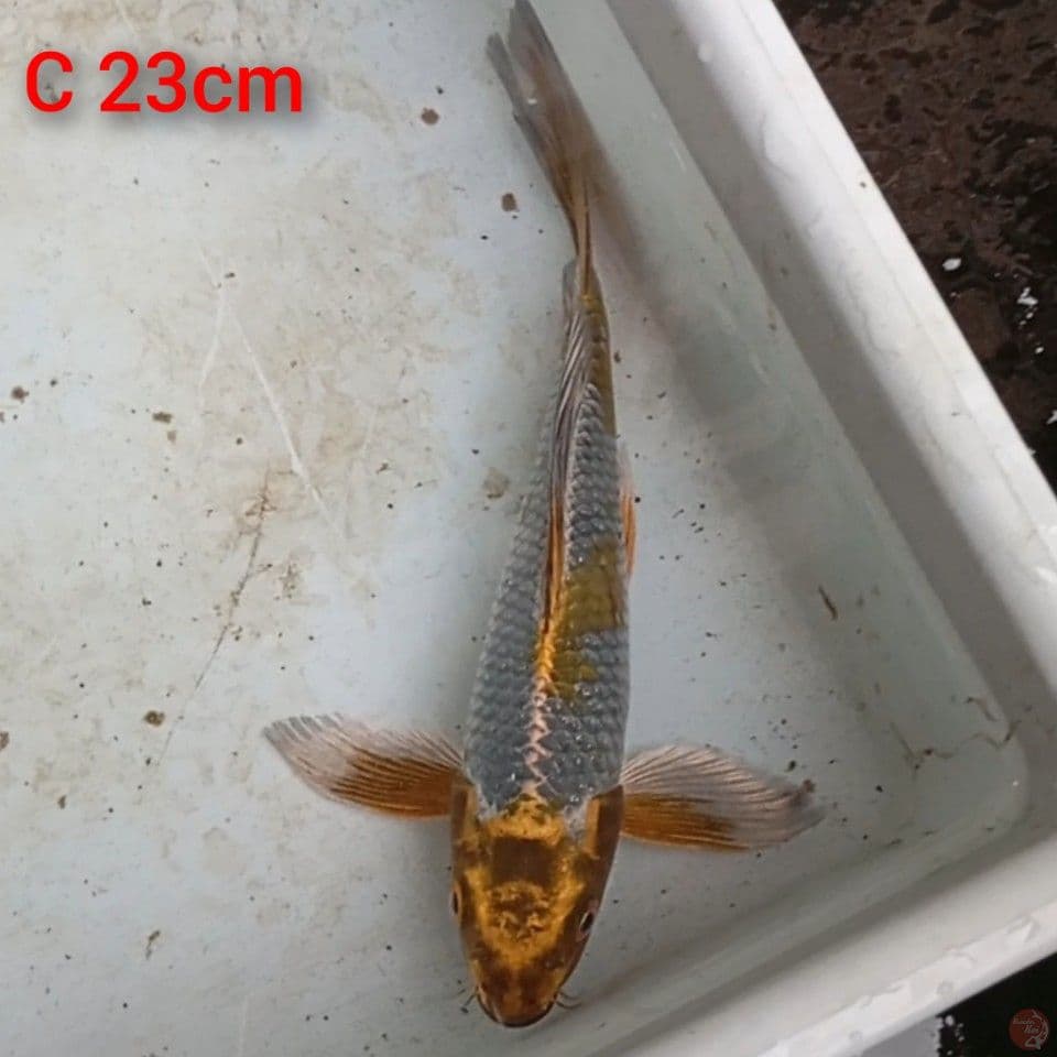 kumpay ochiba shigure 23cm