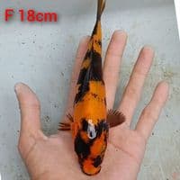 hiu 18cm