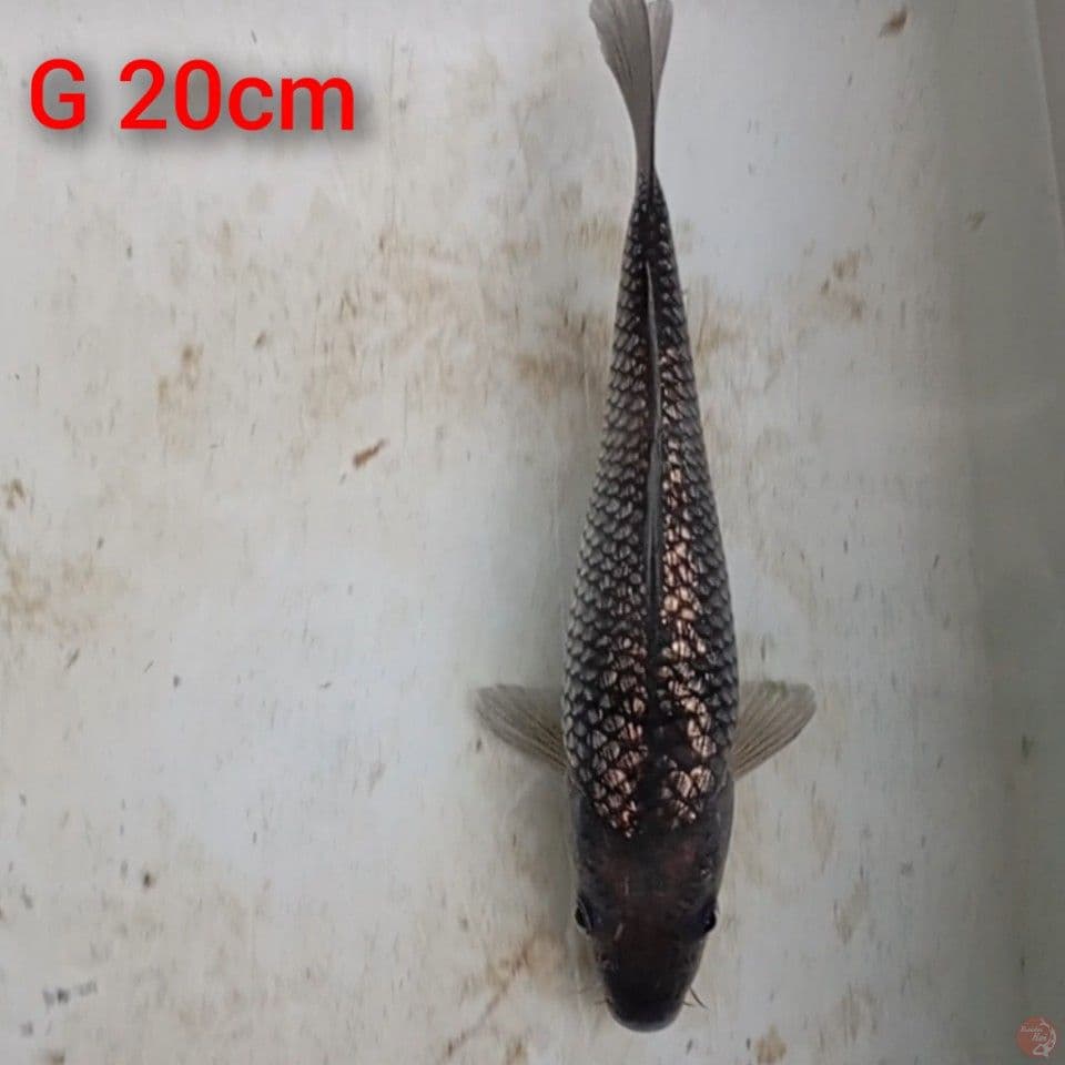 soragoi ginrin 20cm