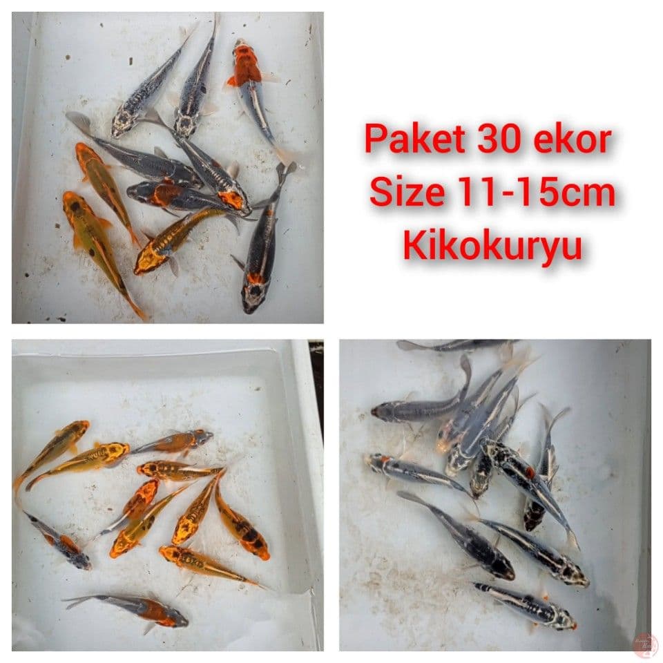 mix kikokuryu 30 ekor 11-15cm