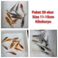 mix kikokuryu 30 ekor 11-15cm