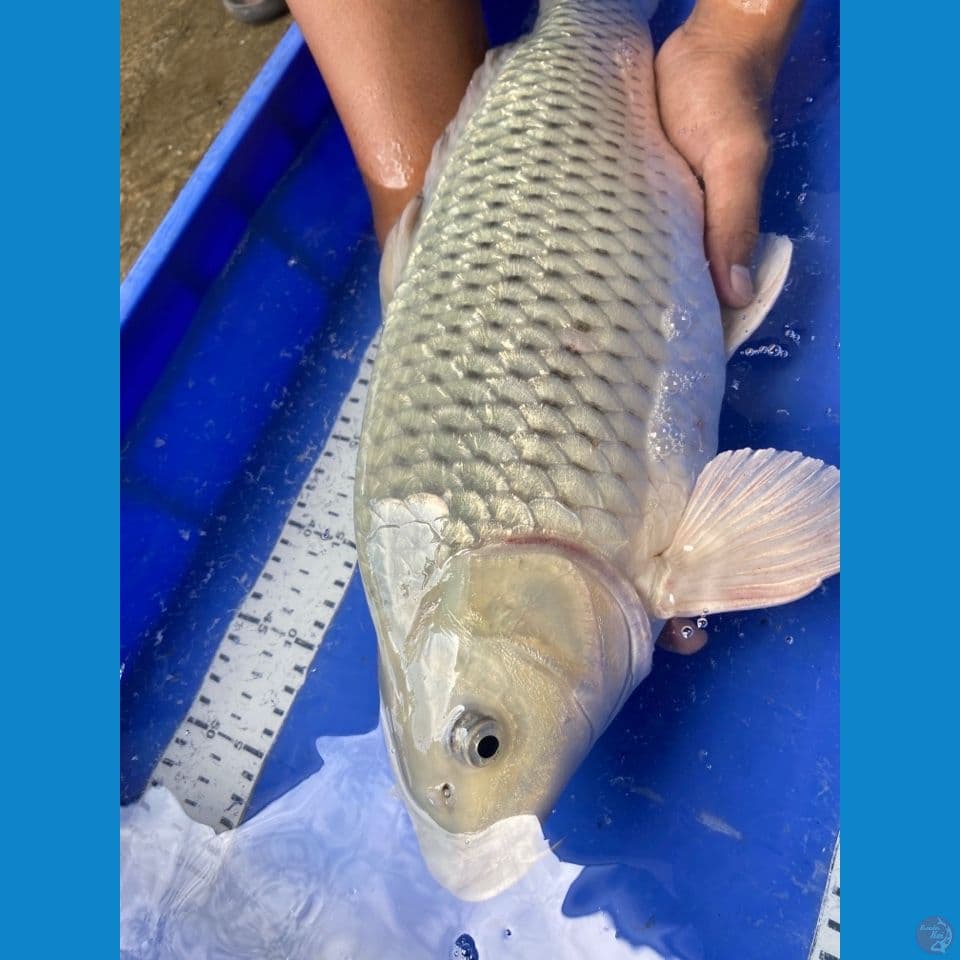 51 soragoi punuk