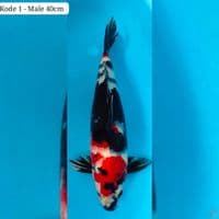 showa 40cm male
