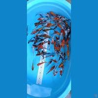 showa shiro ginrin non ginrin 5-10 cm 100 ekor