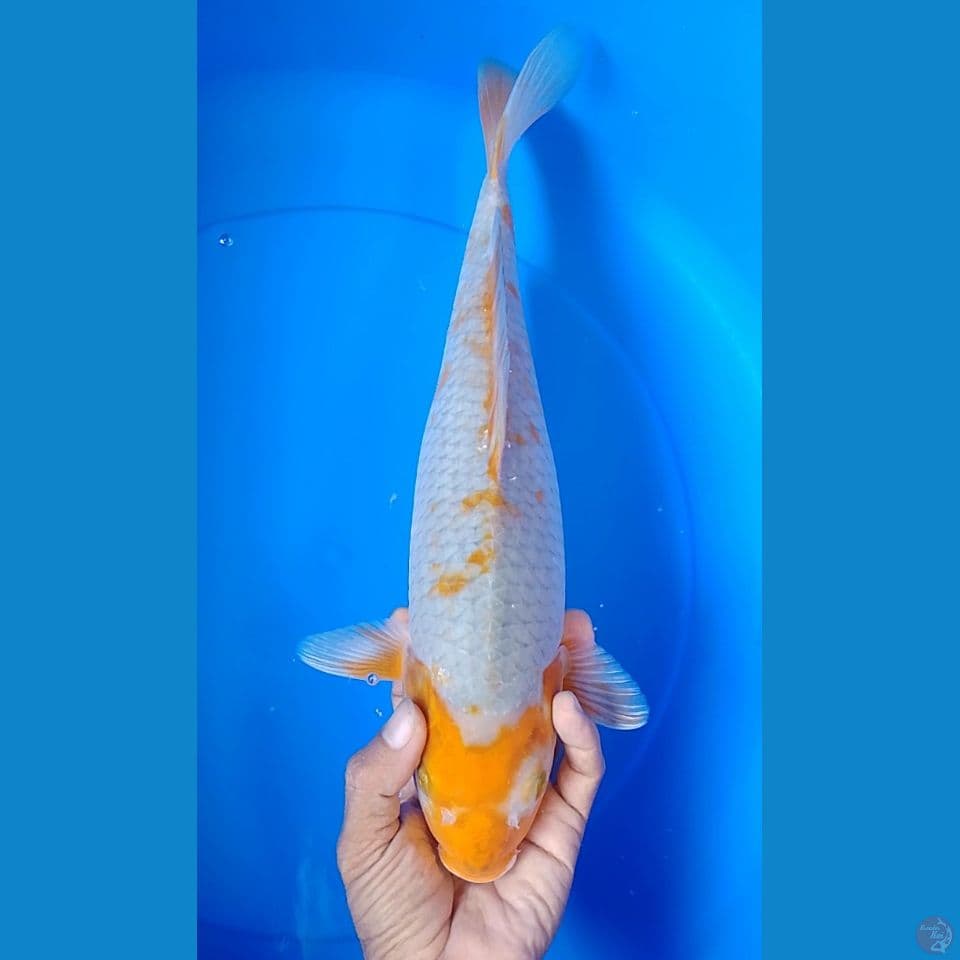 sambi koyo size : 35cm 