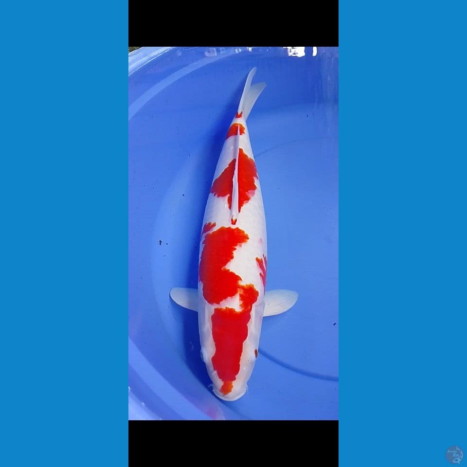 Kohaku 47CM