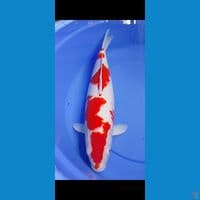 Kohaku 47CM
