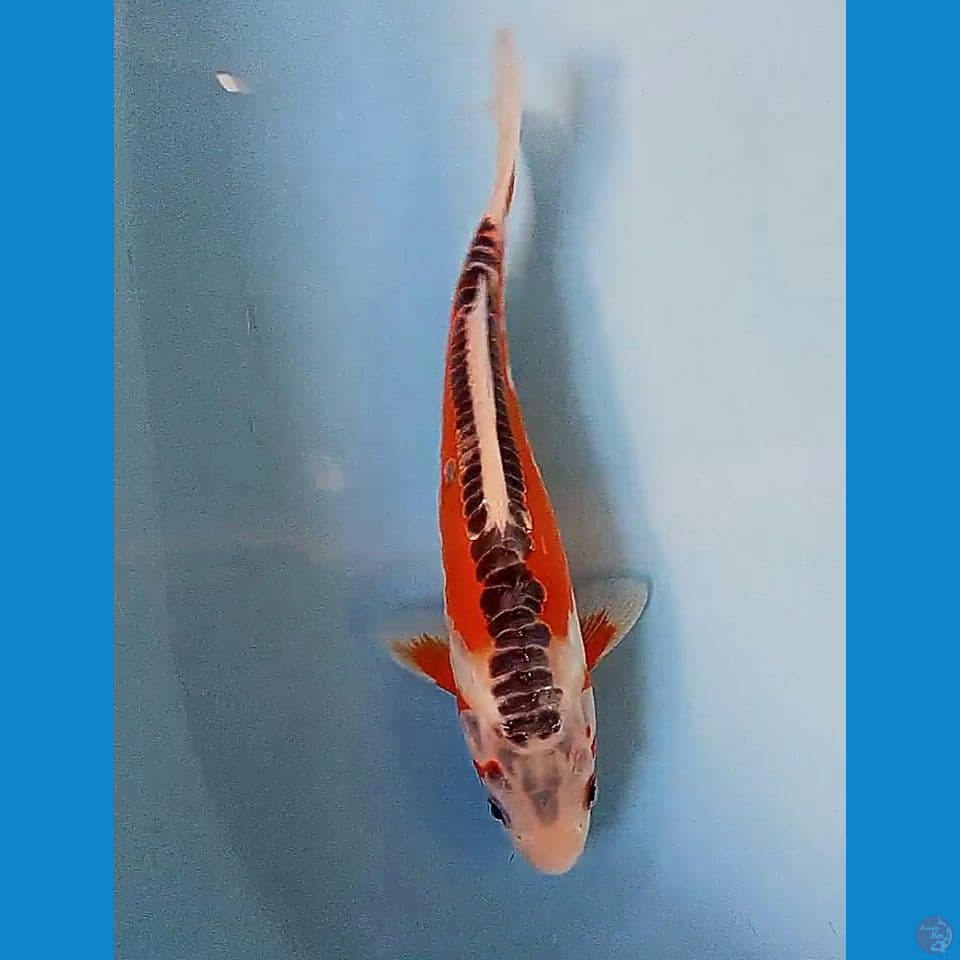 25cm hana shusui