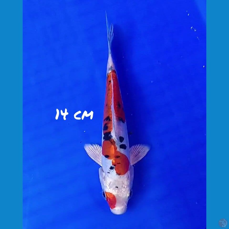 14cm YAMATO ORI