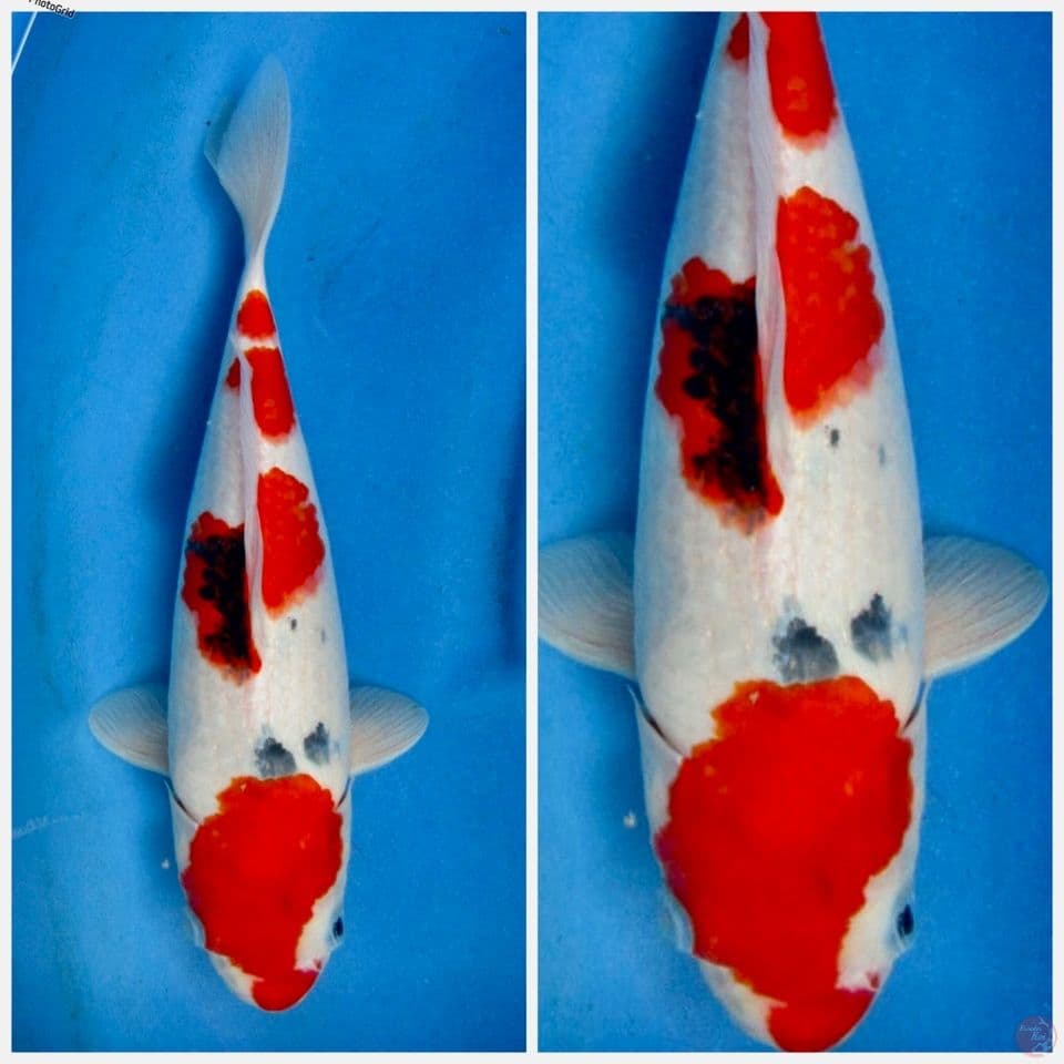 Kindai showa F1 sakai 34cm