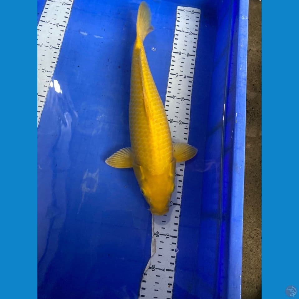 37 karashi lemon