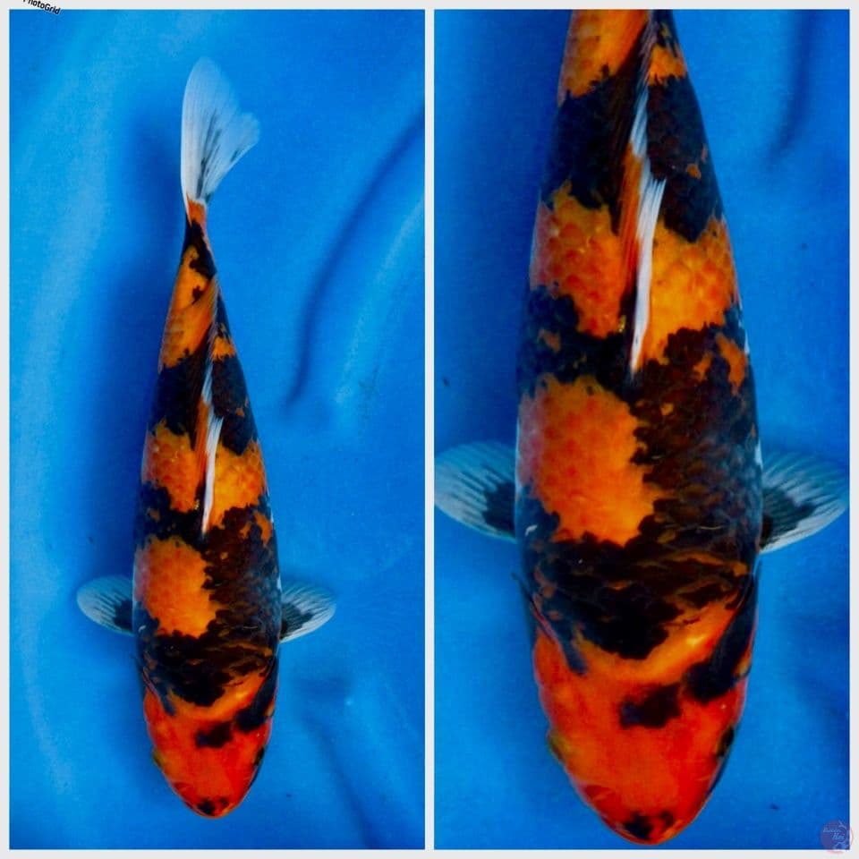 Hi showa 35cm F1