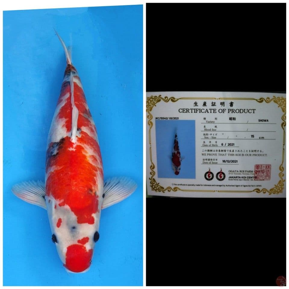 Ogata Showa